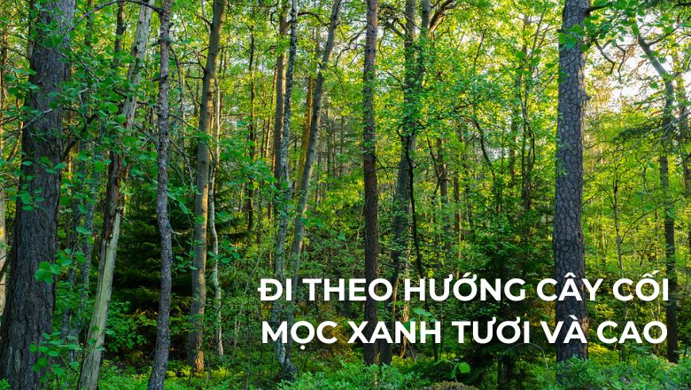 ĐI THEO HƯỚNG CÂY CỐI MỌC XANH TƯƠI VÀ CAO