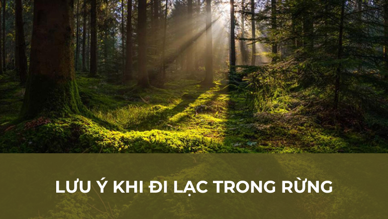 Lưu ý khi đi lạc trong rừng