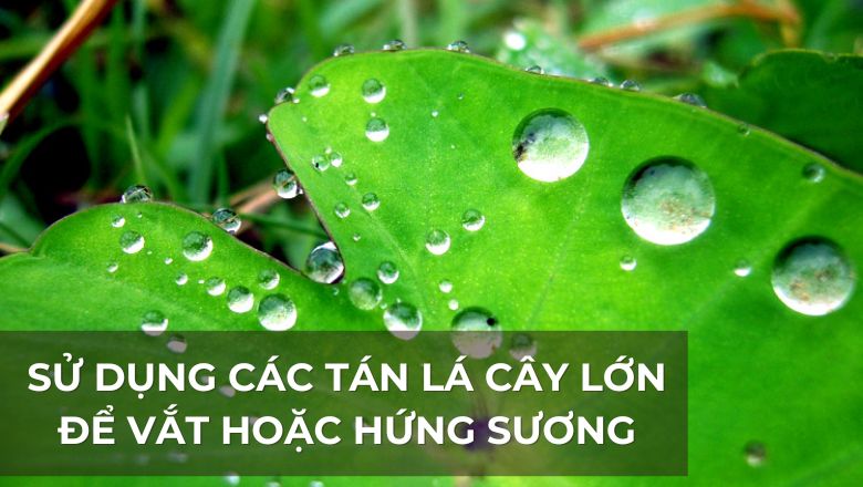 sử dụng tán cay để hứng sương