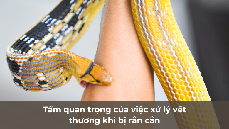 tầm quan trọng của việc xử lý vết thương khi bị rắn cắn