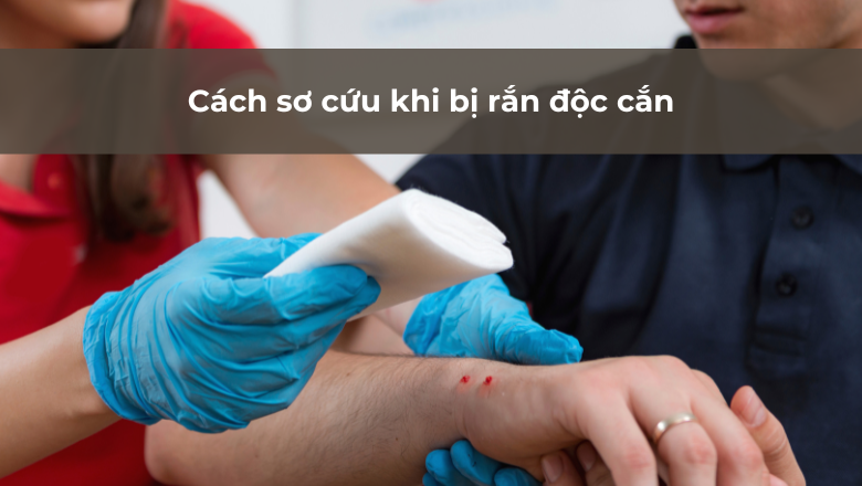 Cách sơ cứu khi bị rắn độc cắn