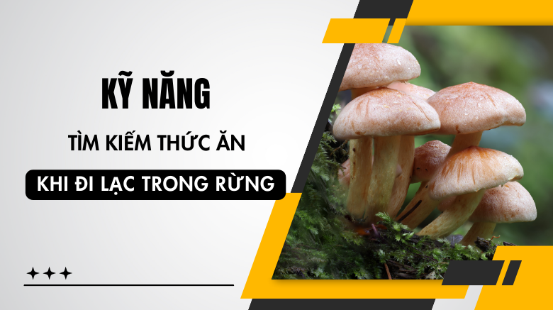 Kỹ năng tìm kiếm thức ăn khi lạc trong rừng