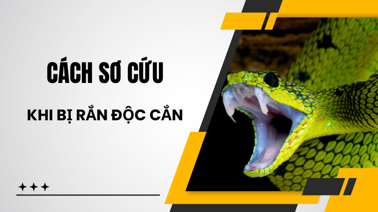 Các cách sơ cứu khi bị rắn độc cắn