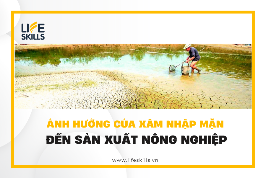 Ảnh hưởng của xâm nhập mặn đến sản xuất nông nghiệp