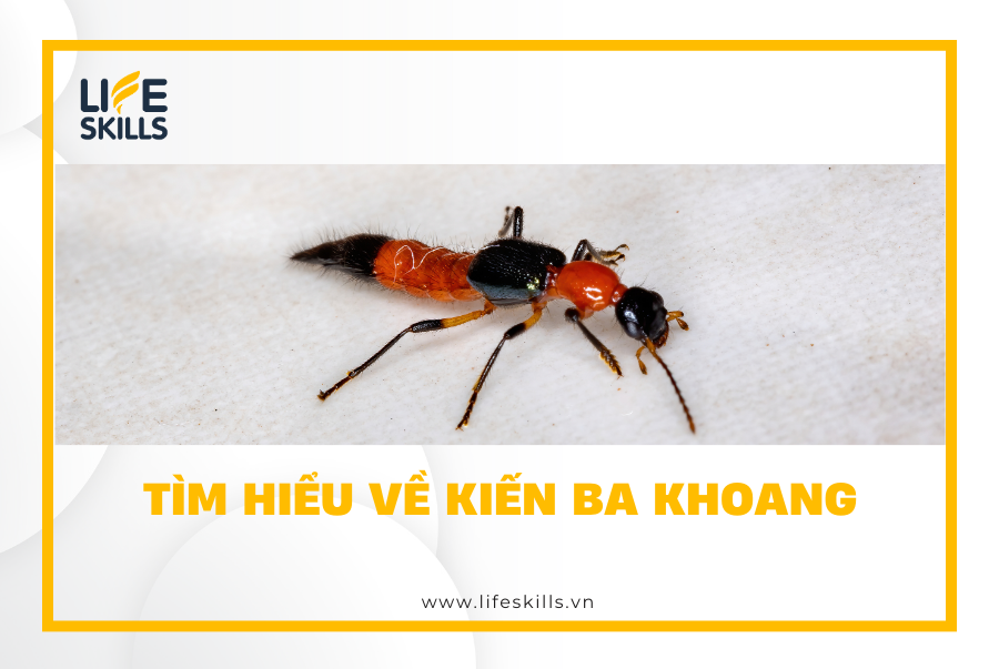 Tìm hiểu về kiến ba khoang