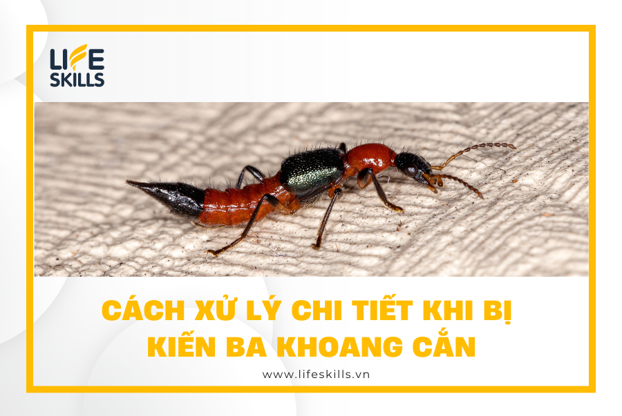 Cách xử lý chi tiết khi bị kiến ba khoang cắn