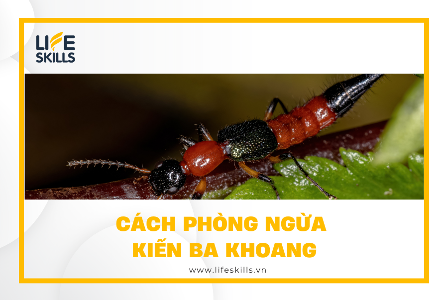 Cách phòng ngừa kiến ba khoang