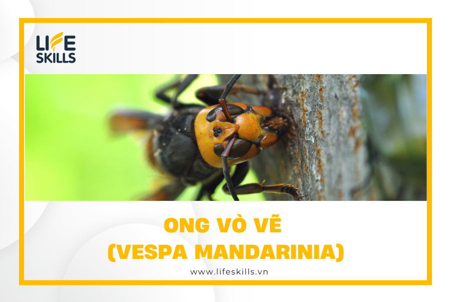 Ong Vò Vẽ (Vespa mandarinia)