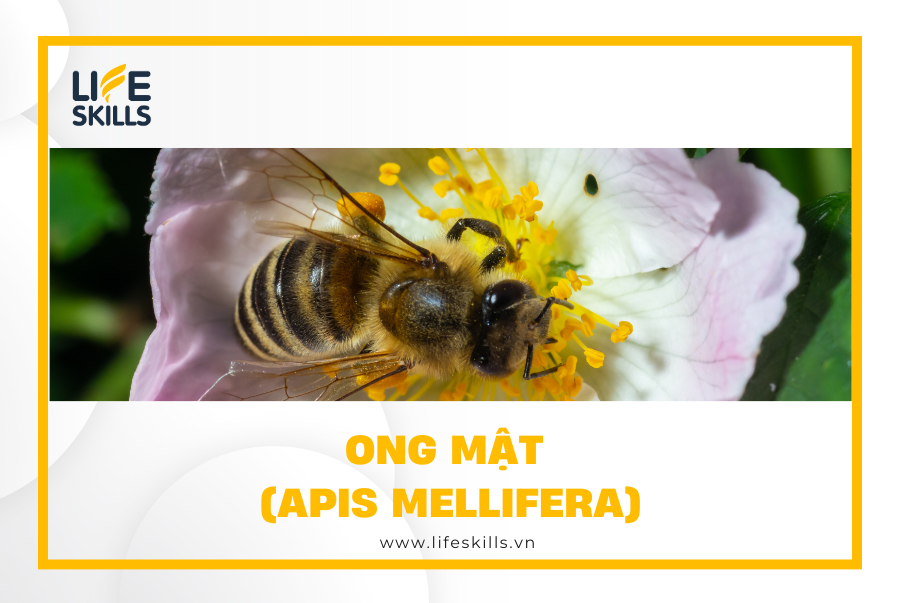 Ong Mật (Apis mellifera)