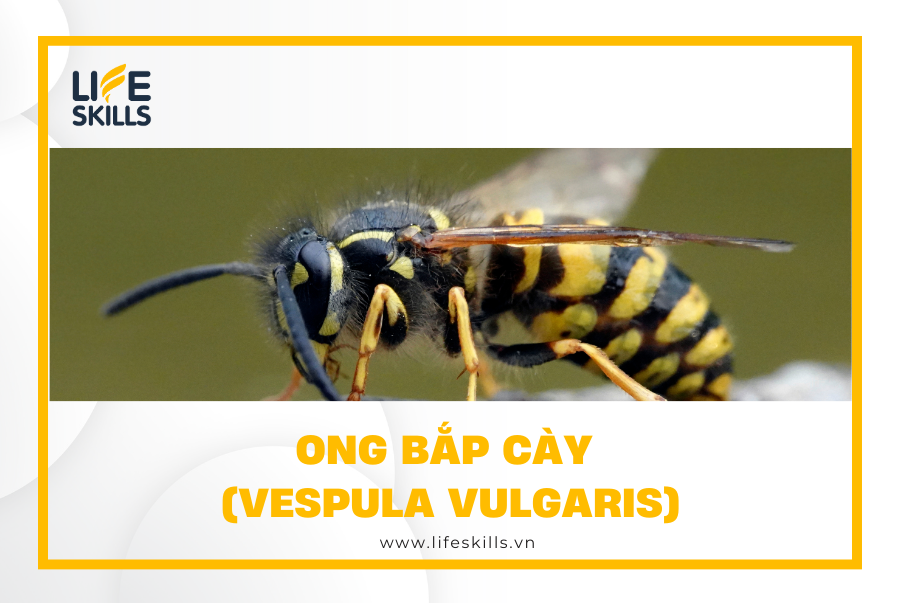 Ong Bắp Cày (Vespula vulgaris)