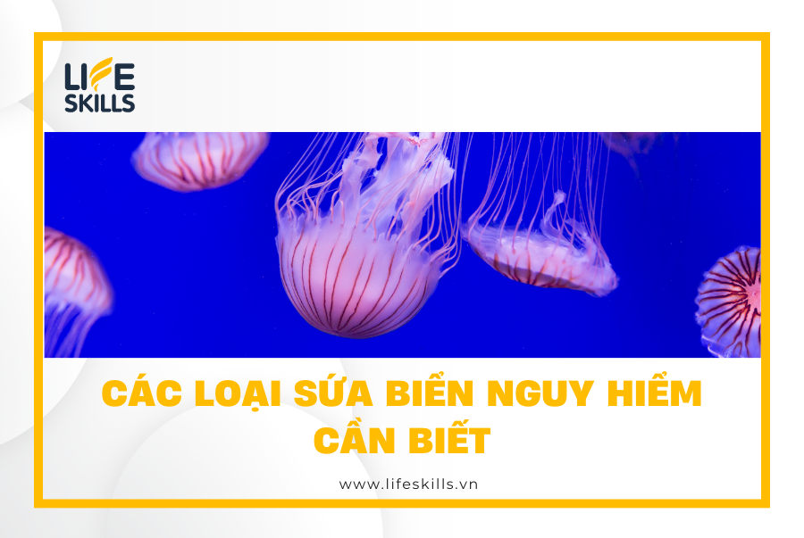 Các loại sứa biển nguy hiểm cần biết