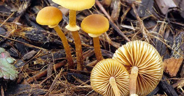 Nấm Conocybe