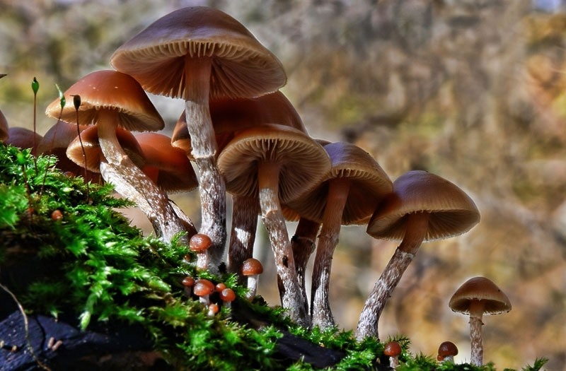 Nấm Galerina