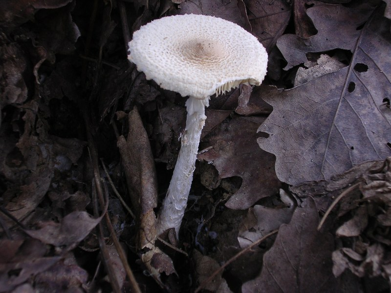 Nấm Lepiota