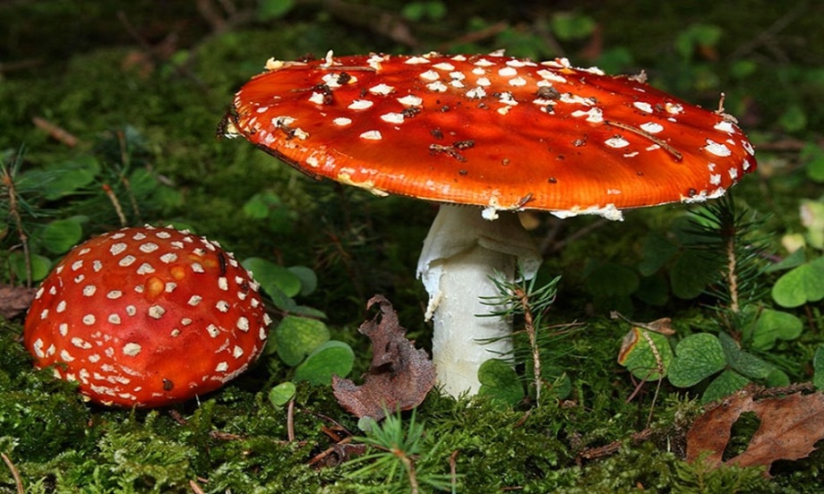 Nấm Amanita