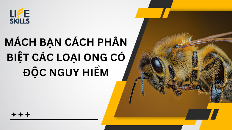 Mách Bạn Cách Phân Biệt Các Loại Ong Có Độc Nguy Hiểm