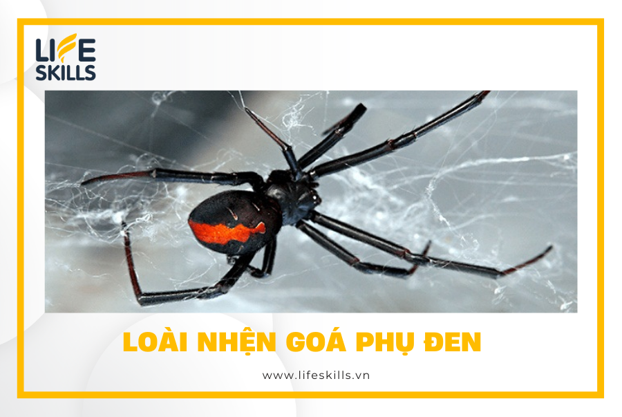 Loài nhện góa phụ đen