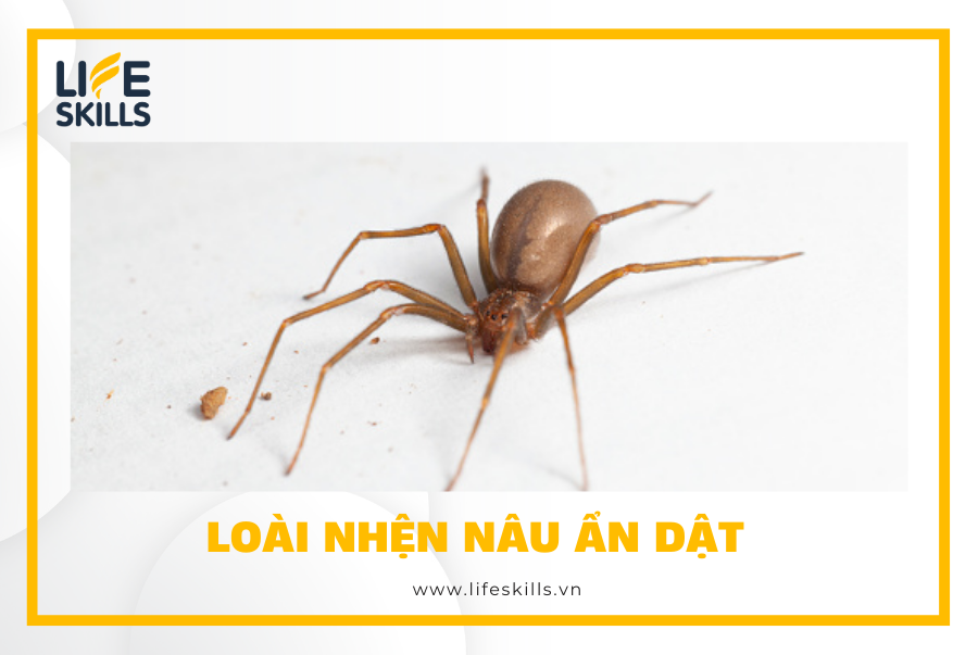 Loài nhện nâu ẩn dật