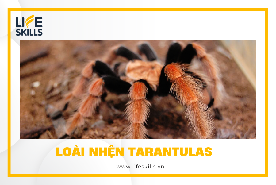 Loài nhện Tarantulas