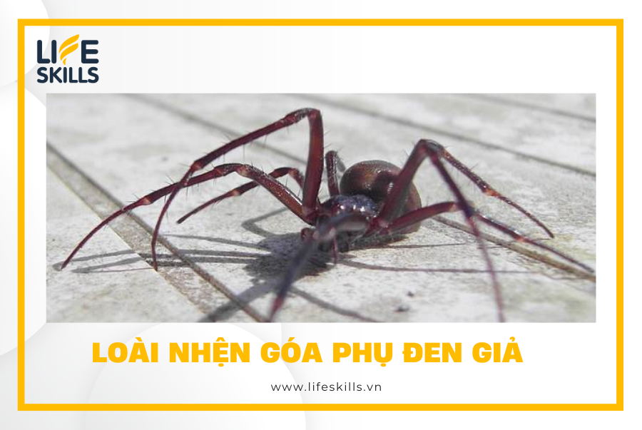 Loài nhện goá phụ đen giả