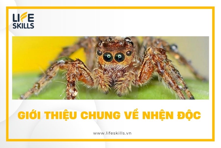 Giới thiệu chung về nhện độc