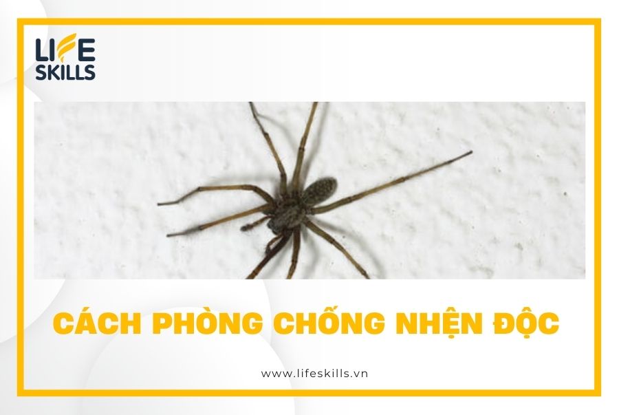 Cách phòng chống nhện độc