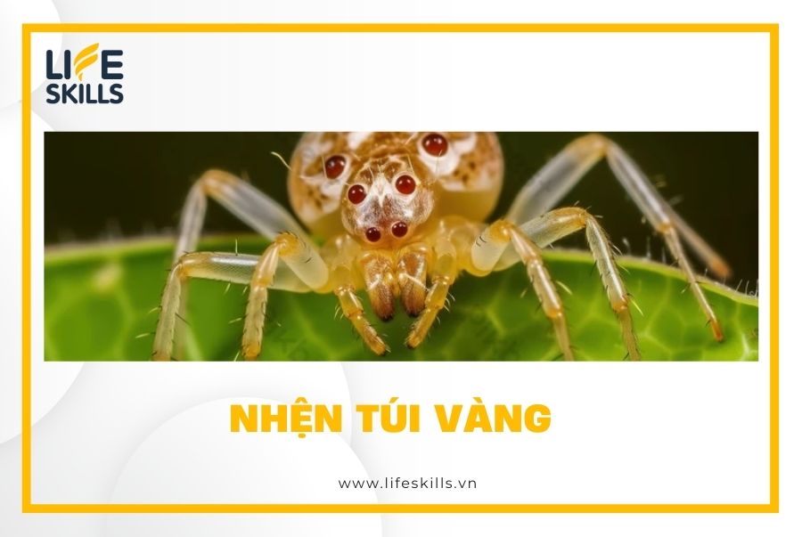 Nhện túi vàng (yellow sac spider)