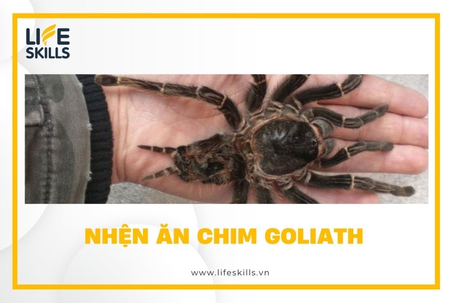 Nhện ăn chim Goliath