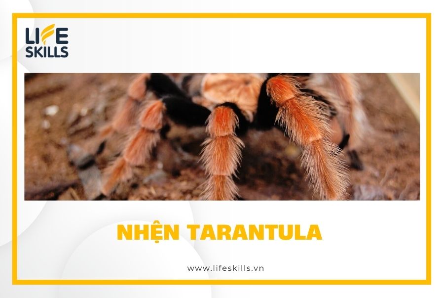 Nhện Tarantula