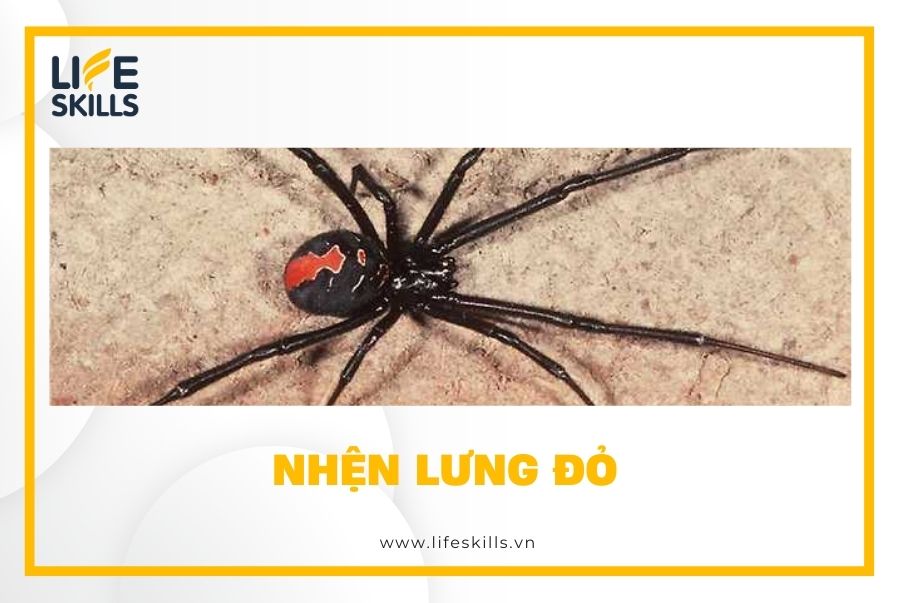 Nhện lưng đỏ - Redback Spider