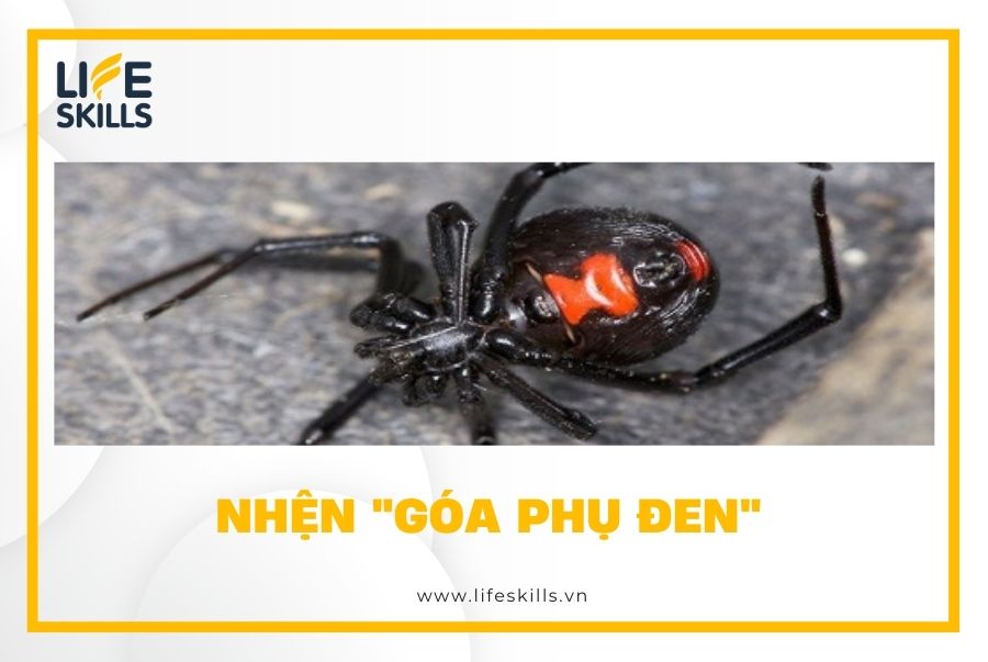 Nhện "góa phụ đen"