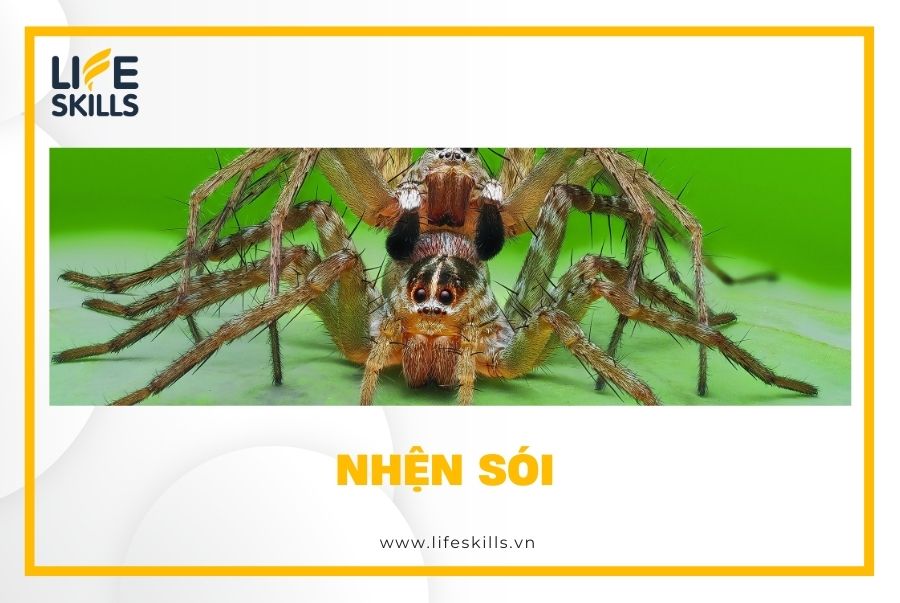 Nhện sói