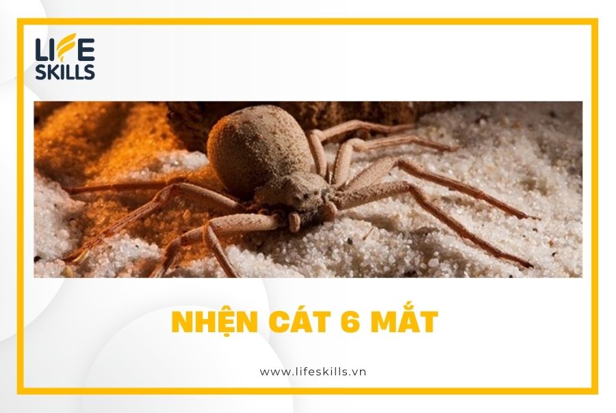 Nhện cát 6 mắt