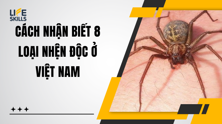 cach-nhan-biet-8-loai-nhen-doc-o-viet-nam