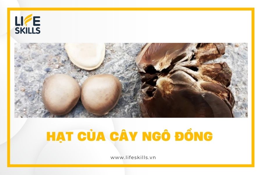 Hạt của cây ngô đồng