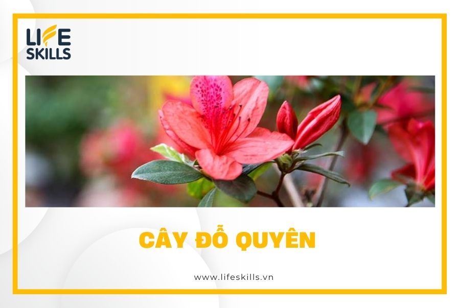 Cây đỗ quyên