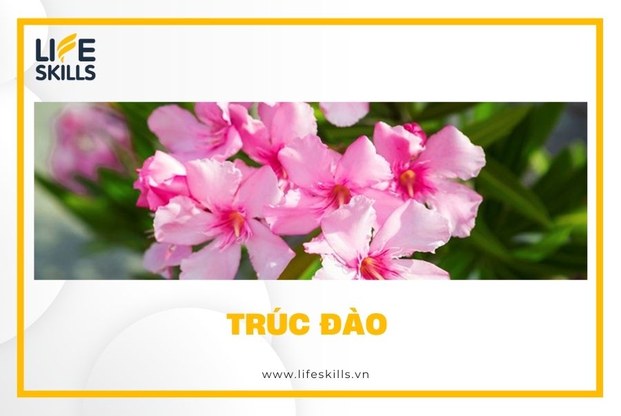 Trúc đào