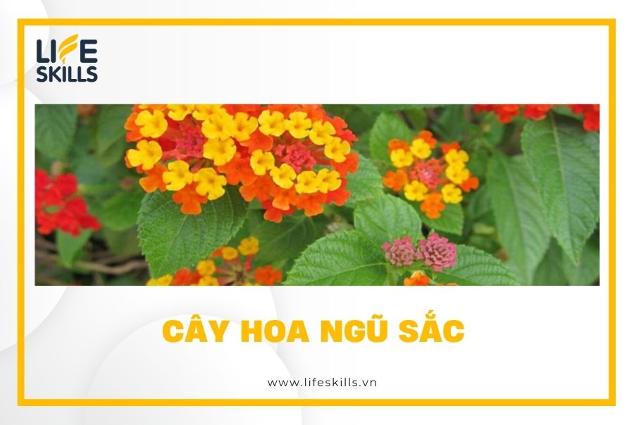 Cây hoa ngũ sắc