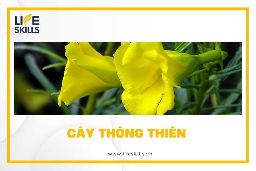 Cây thông thiên