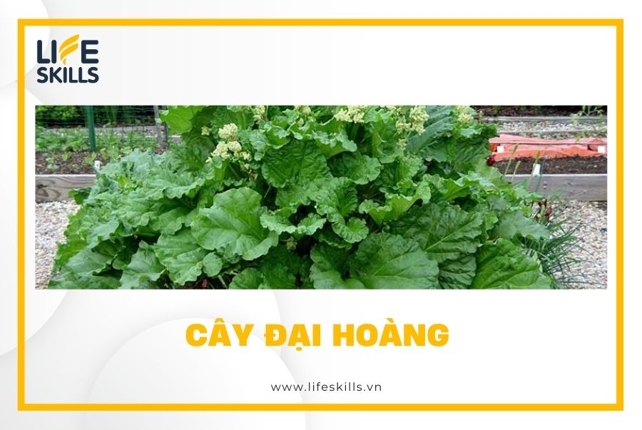 Cây đại hoàng