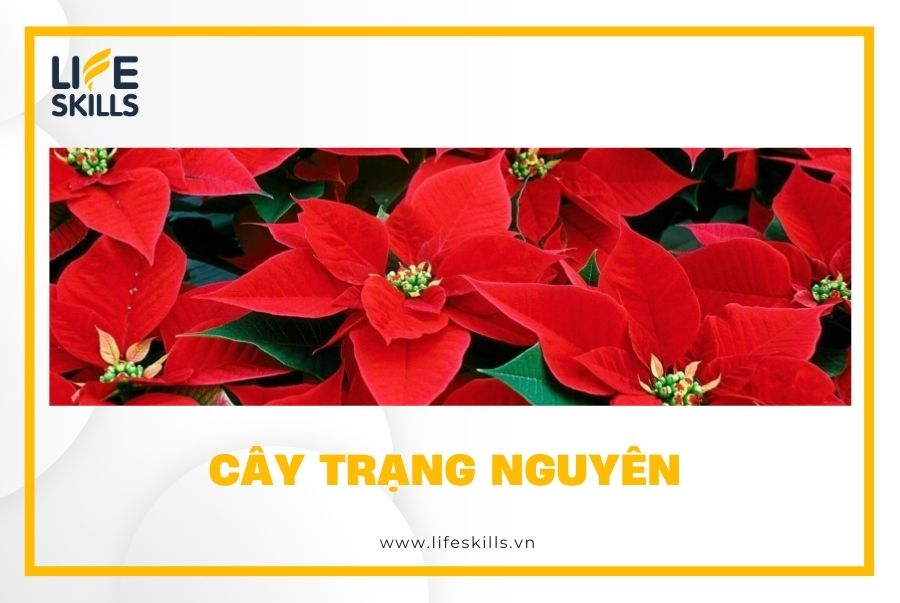 Cây trạng nguyên