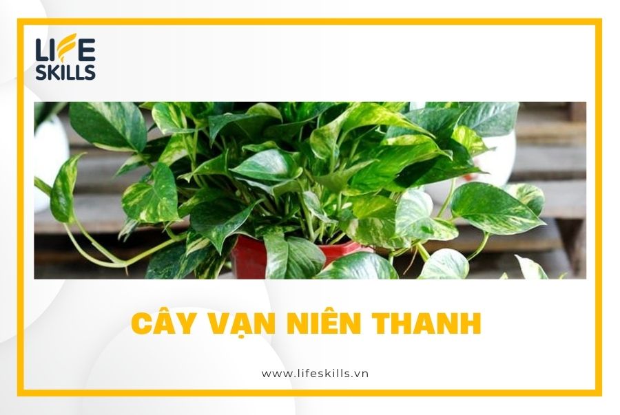 Cây vạn niên thanh