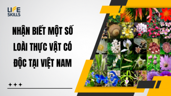 Nhận biết một số loài thực vật có độc tại Việt Nam