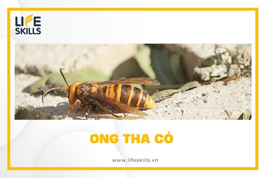 Ong tha cỏ