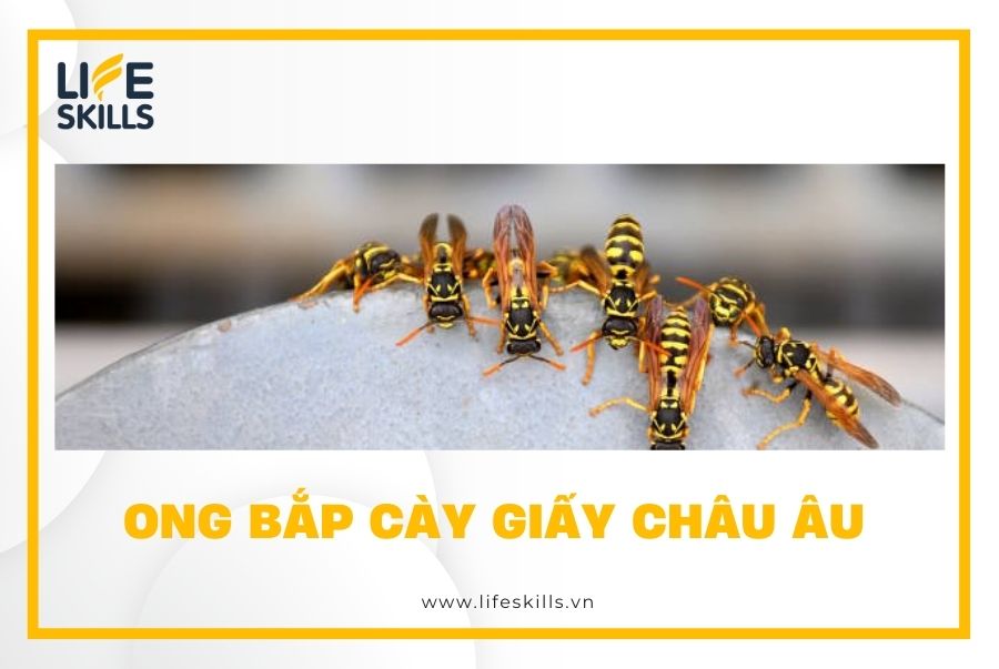 Ong bắp cày giấy châu Âu