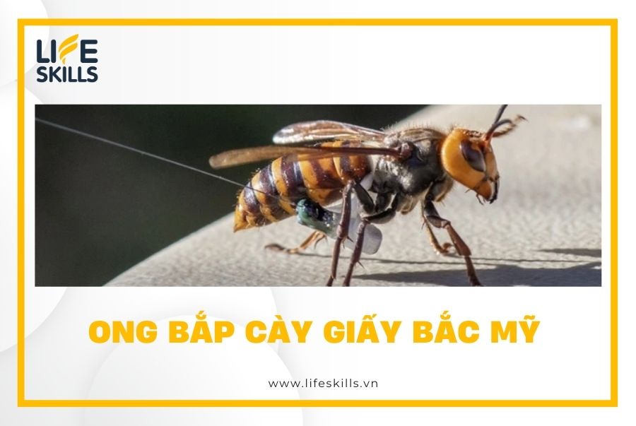 Ong bắp cày giấy Bắc Mỹ