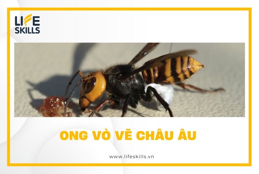 Ong vò vẽ châu Âu