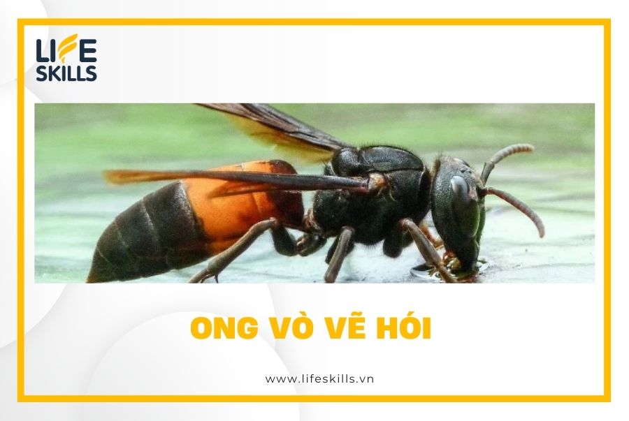 Ong vò vẽ hói