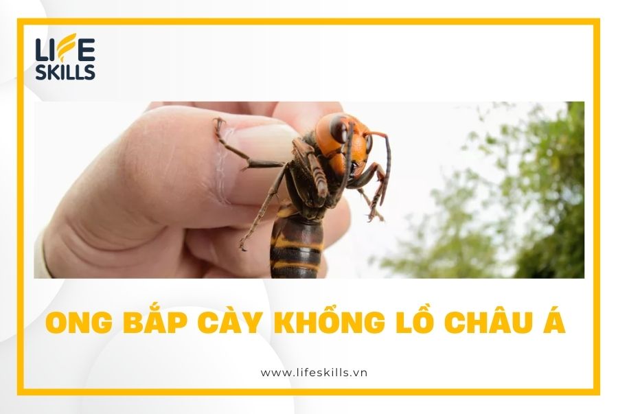 Ong bắp cày khổng lồ châu Á