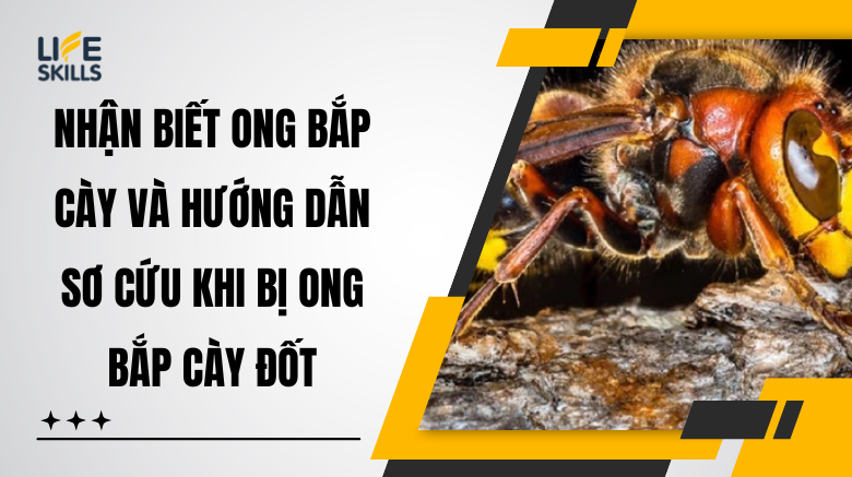 Nhận biết ong bắp cày và cách sơ cứu khi bị ong bắp cày đốt